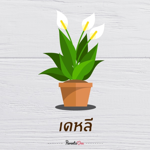 คู่มือสำหรับคนรักต้นไม้: ต้นไม้ในบ้านดูแลง่าย