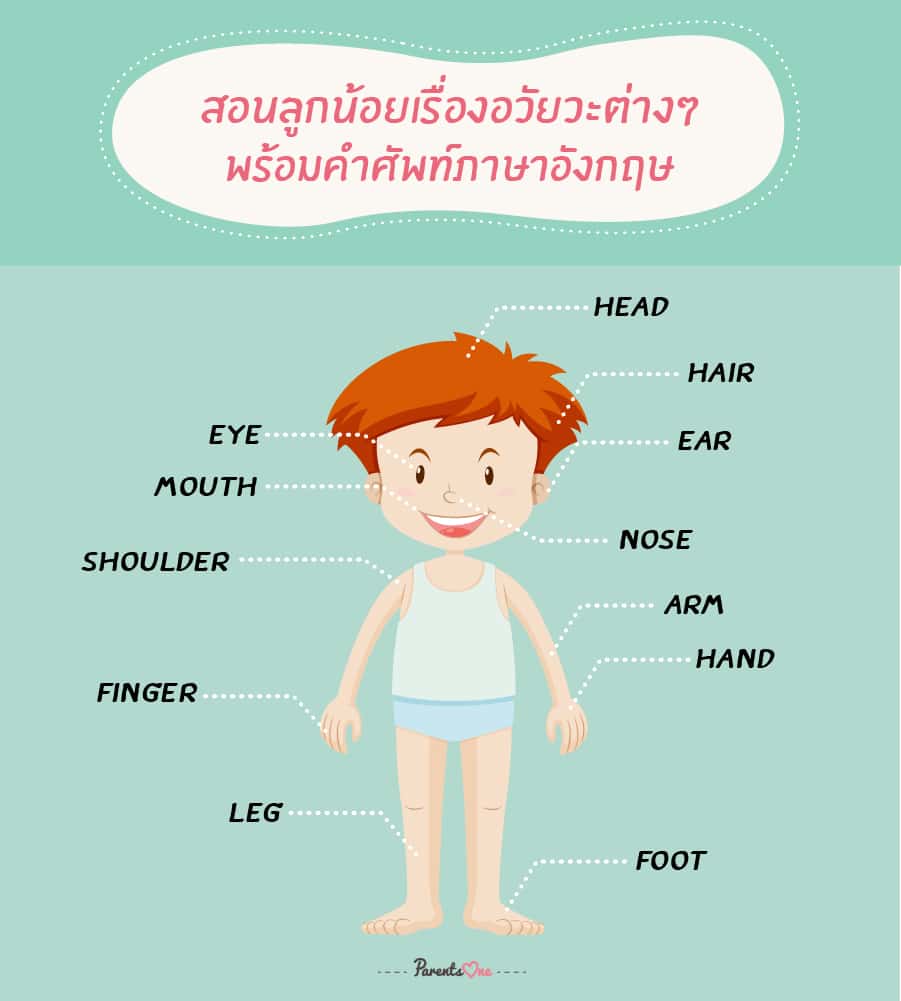 สอนลูกน้อยเรื่องอวัยวะต่างๆ พร้อมคำศัพท์ภาษาอังกฤษ