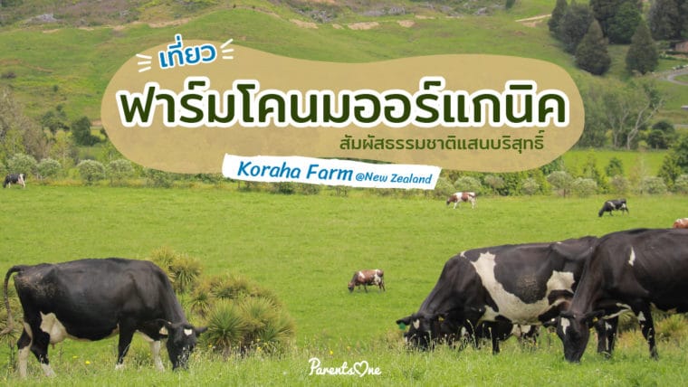 เที่ยวฟาร์มนมโคออร์แกนิค สัมผัสธรรมชาติแสนบริสุทธิ์ Koraha Farm @New Zealand