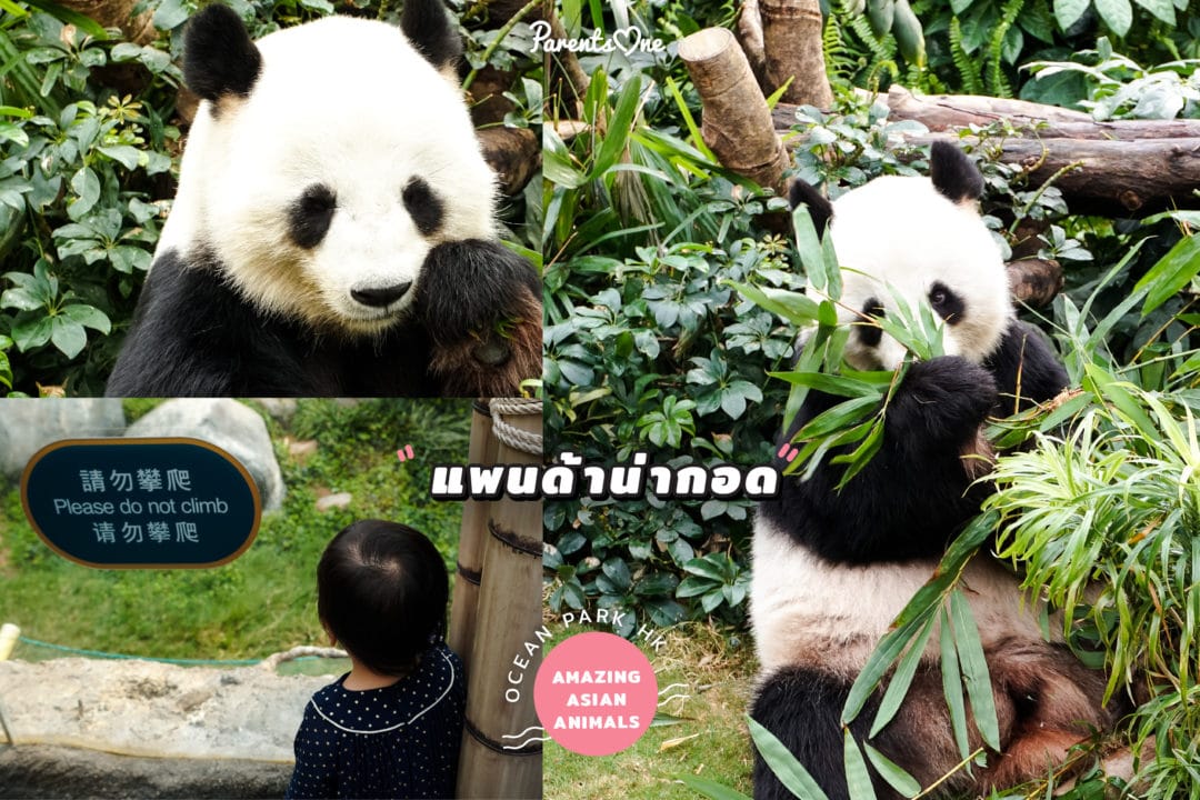 oceanparkreview01 Parents One