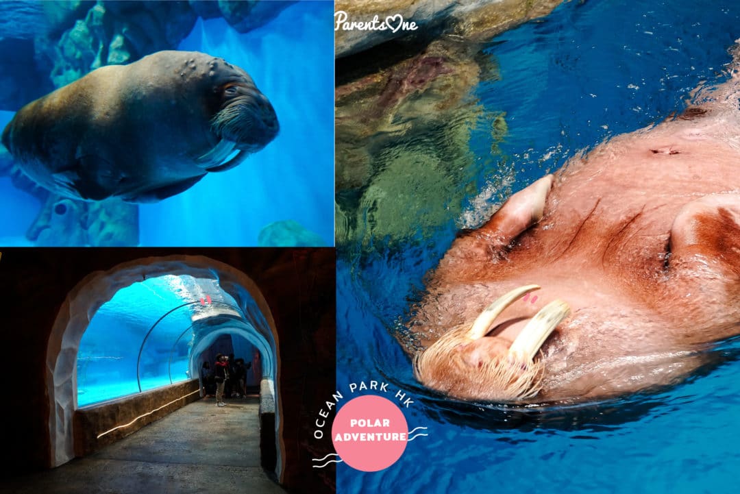 oceanparkreview07 Parents One