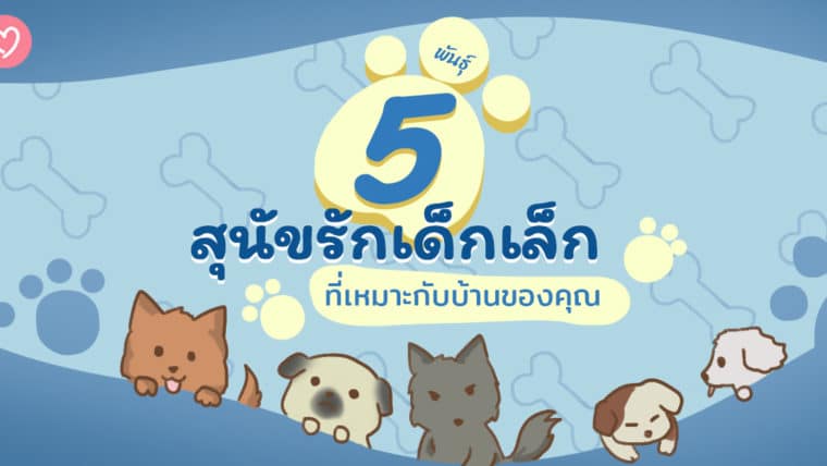 5 พันธุ์สุนัขรักเด็กเล็กที่เหมาะกับบ้านของคุณ