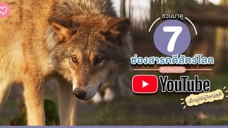 ชวนมาดู 7 ช่องสารคดีสัตว์โลกที่น่าสนใจใน Youtube เด็กดูได้ผู้ใหญ่ดูดี